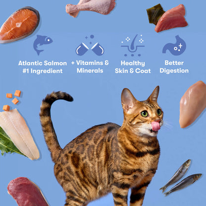 Atlantic Salmon, Ocean Fish, & Pollock Dry Cat Food